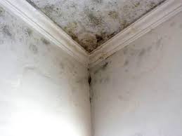 Mold Remediation for Rental Properties in Raceland, KY