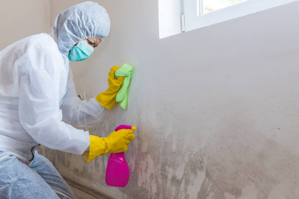 Best Mold Documentation for Insurance Claims  in Raceland, KY